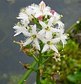 Bloem van het waterdrieblad