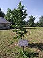 Arbre de la laïcité.