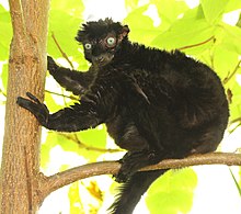 Eulemur flavifrons.jpg