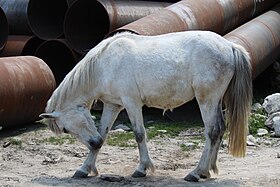 Poney Spiti de robe grise se grattant dans la vallée de Solang, à Manali.