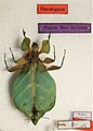 Weiblicher Paratypus von Nanophyllium chitoniscoides aus der Sammlung von D. Größer