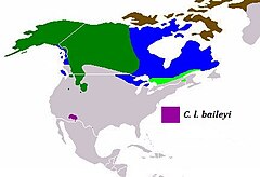 distribuição do C. l. baileyi