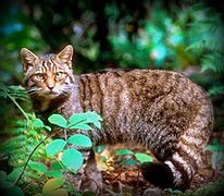 F. s. silvestris: Gato montés europeo en Alemaña