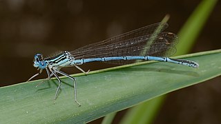 Platycnemis pennipes (mâle).