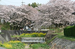 Kirsikankukkia Ichinokurajoella