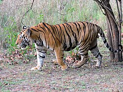 Tigre-de-bengala macho selvagem.