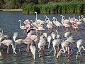 Flamingoj de Kamargo