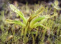 Drosera arcturi