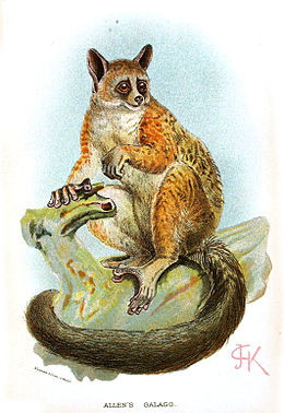 Allen-fülesmaki (Galago alleni)