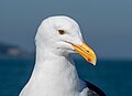 Image 7Western gull sitting on a boat in San Francisco Bay