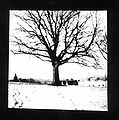 Tree in Snow (pinhole photograph)