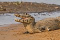 Brillenkaiman (Caiman yacare)