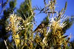 Thumbnail for File:Brown honeyeater and Gevillea banksii Cyclades Crescent Elanora August 1986 08-23-2015 20.tif