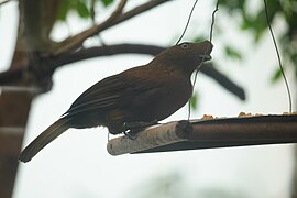 Gallito de las Rocas (Hembra)