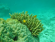 Acropora samoensis