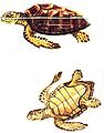 Representação duma tartaruga-marinha-comum