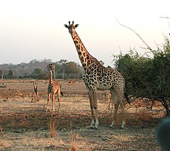 Ženka žirafe s mladuncem