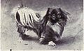 Ein Pekingese 1915