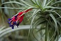 Bloeiende Tillandsia aeranthos