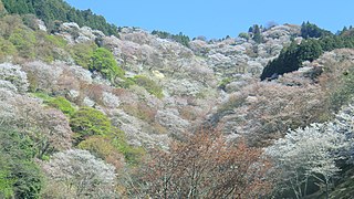 Cirerers en flor