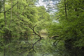 Westlicher Weiher