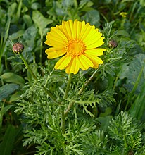 Glebionis coronaria חרצית עטורה