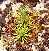 Drosera meristocaulis