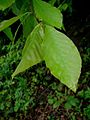 Listovi istočne bukve (Fagus orientalis)