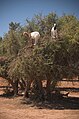 Cabras sobre uma argânia