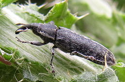 Lixus filiformis Fabricius, 1781. Південь України