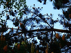 Pine cones