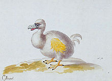 Malba bílého dronta se žlutými křídly, šedým zobákem a černýma očima stojícího čelem doleva na okrové zemi
