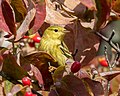 Image 21Blackpoll warbler in a flowering dogwood tree in Green-Wood Cemetery