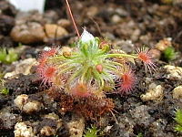 Drosera pedicellaris