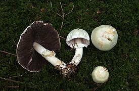 Agaricus silvicola