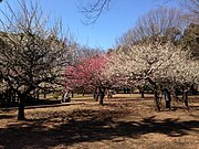 冬の砧公園。2月は梅の見頃。