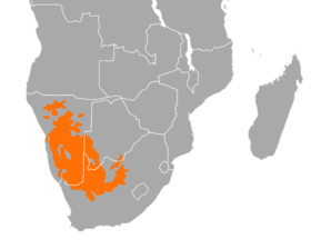 Phân bố của Philetairus socius ở vùng Nam Kalahari qua Nam Phi, Namibia và Botswana