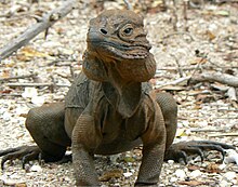 Iguane vue de face.