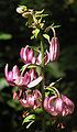 Lilium martagon