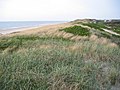 Beach grass on dune on Sylt, Germany.