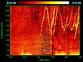 Image 43Spectrogram of dolphin vocalizations. Whistles, whines, and clicks are visible as upside down V's, horizontal striations, and vertical lines, respectively. (from Toothed whale)