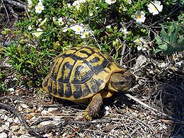 Eurotestudo hermanni hermanni in Maiore Balearium