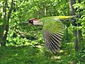 Picus viridis