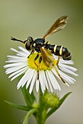 Conops flavipes, un Conopidae.