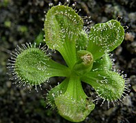 Drosera whittakeri