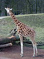 giraffe