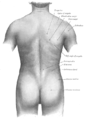 Anatomie de la surface du dos.