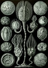 Cystoïdes par Ernst Haeckel, 1904