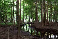 Cyprus trees along a creek