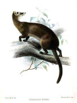 Borneobandcivetkat